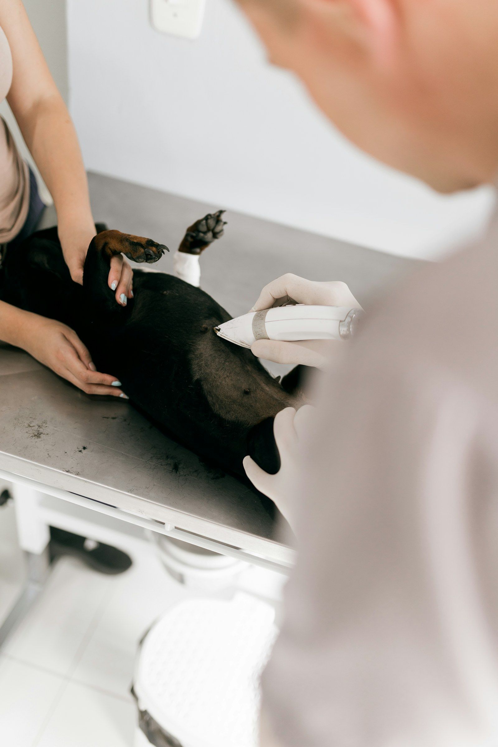 Veterinarian caring for an animal